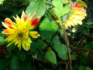 Картинка георгин цветы георгины