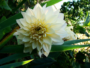 Картинка георгин цветы георгины