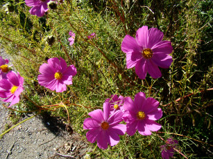 Картинка космея цветы