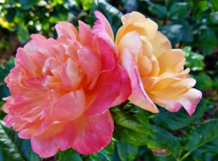 Картинка цветы розы роза бутон лепестки