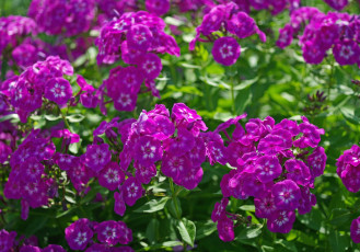 Картинка цветы флоксы яркий