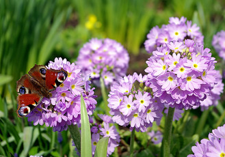 Картинка животные бабочки павлиний глаз примула