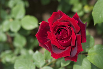 Картинка цветы розы красный