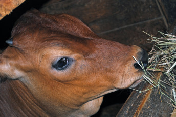 Картинка животные коровы буйволы теленок