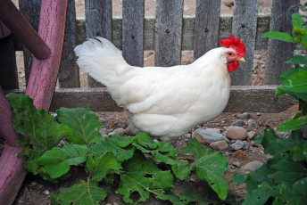 Картинка животные куры петухи курица