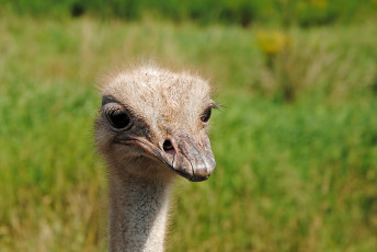 Картинка животные страусы страус