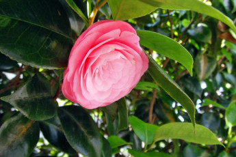 Картинка цветы камелии лепестки роза бутон