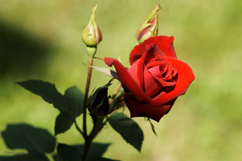 Картинка цветы розы бутон