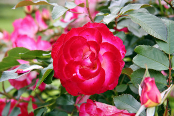 Картинка цветы розы бутон роза лепестки