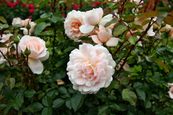 Картинка цветы розы лепестки бутон роза