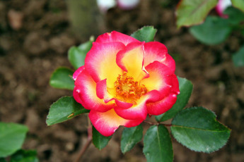 Картинка цветы розы лепестки бутон роза