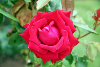 Картинка цветы розы роза бутон лепестки