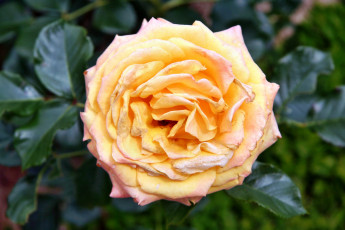 Картинка цветы розы роза лепестки бутон