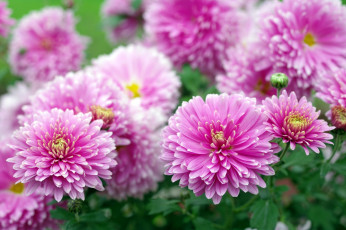 Картинка цветы хризантемы розовый