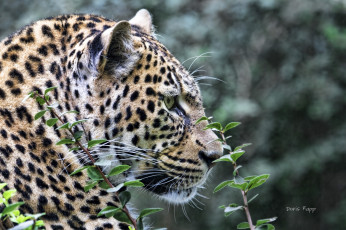 Картинка животные леопарды профиль