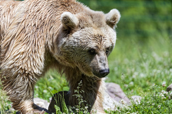 Картинка животные медведи мишка