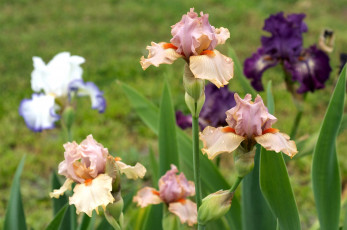 Картинка цветы ирисы касатики