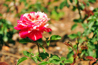 Картинка цветы розы бутон роза лепестки