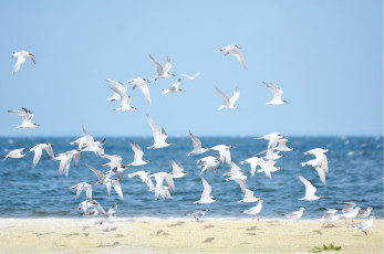 Картинка животные Чайки бакланы крачки море