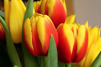 Картинка цветы тюльпаны пестрый