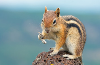 Картинка животные бурундуки зверек