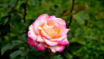 Картинка цветы розы лепестки бутон роза