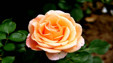 Картинка цветы розы роза бутон лепестки