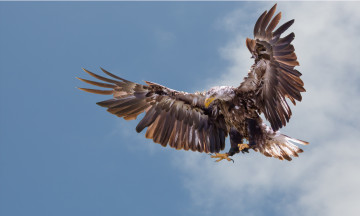 Картинка животные птицы хищники крылья полет