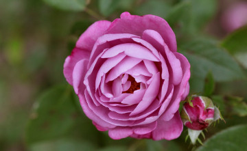 Картинка цветы розы бутон макро