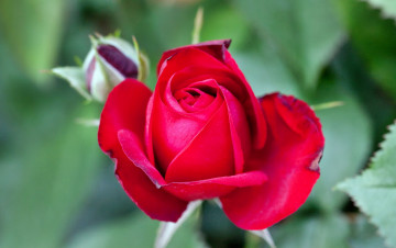 Картинка цветы розы лепестки роза бутон