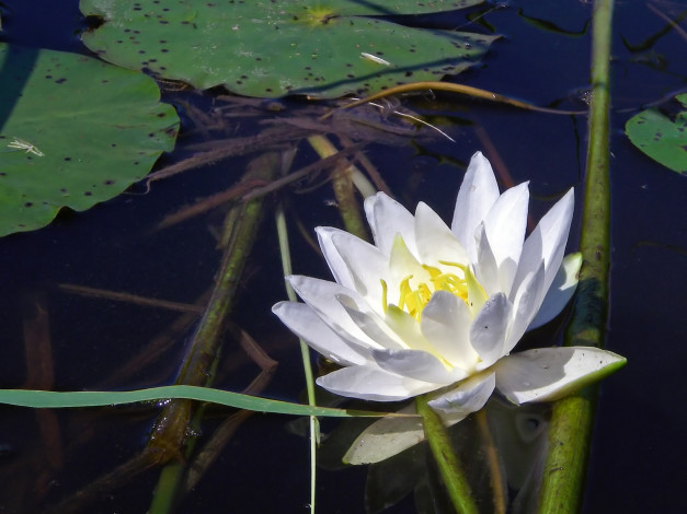 Обои картинки фото цветы, лилии, водяные, нимфеи, кувшинки, лотос