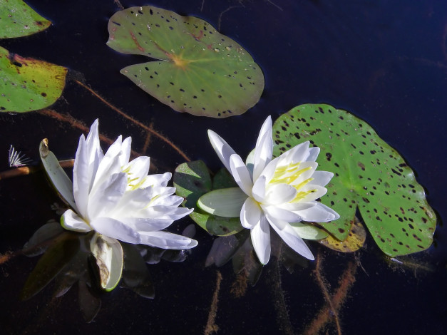 Обои картинки фото цветы, лилии, водяные, нимфеи, кувшинки, лотос