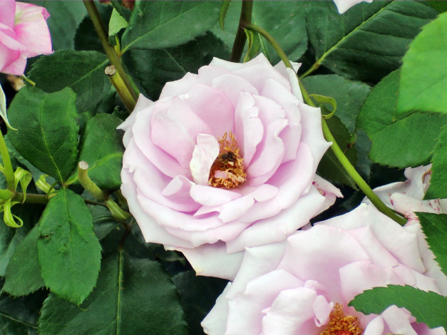 Обои картинки фото цветы, розы, роза, бутон, лепестки