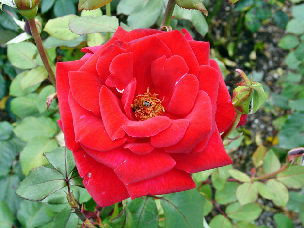 Обои картинки фото цветы, розы, роза, бутон, лепестки