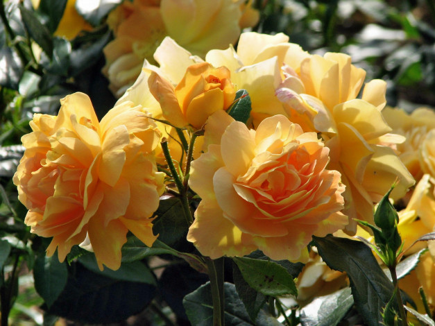 Обои картинки фото цветы, розы, роза, бутон, лепестки