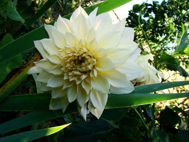 Обои картинки фото георгин, цветы, георгины