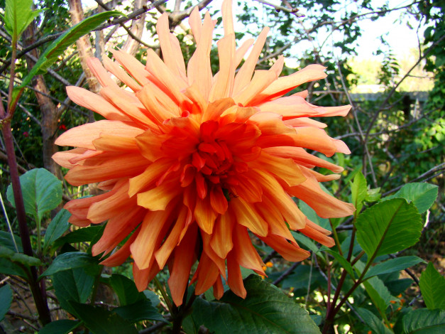 Обои картинки фото георгин, цветы, георгины