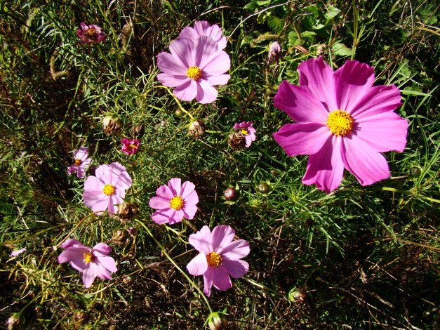 Обои картинки фото космея, цветы