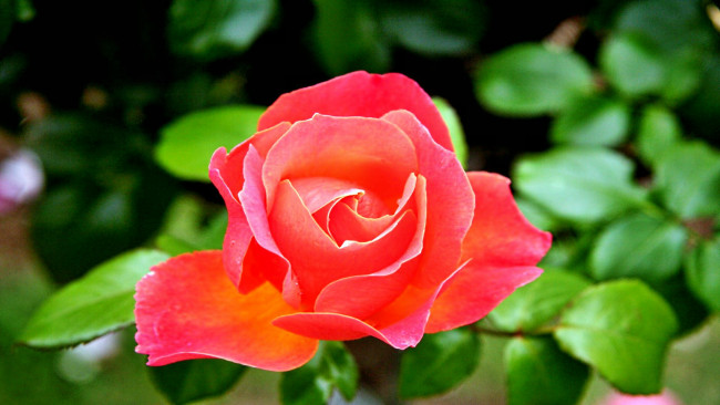 Обои картинки фото цветы, розы, роза, бутон, лепестки