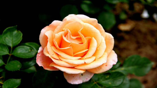 Обои картинки фото цветы, розы, роза, бутон, лепестки