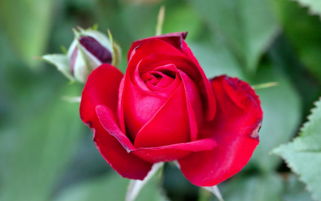 Обои картинки фото цветы, розы, лепестки, роза, бутон