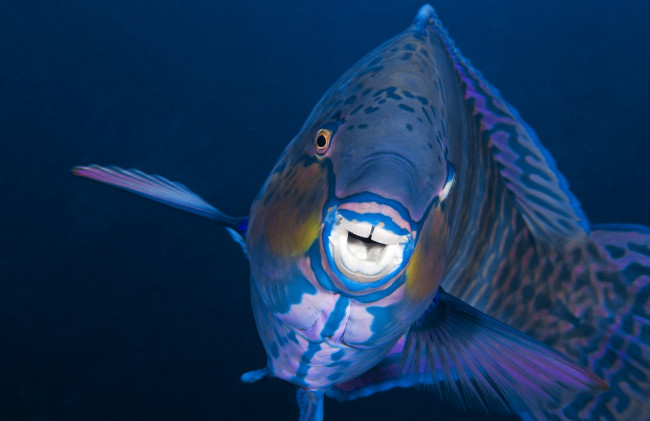 Обои картинки фото животные, рыбы, рыба