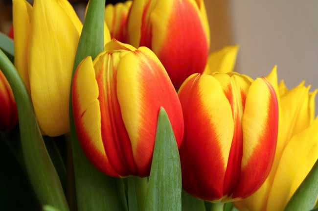 Обои картинки фото цветы, тюльпаны, пестрый