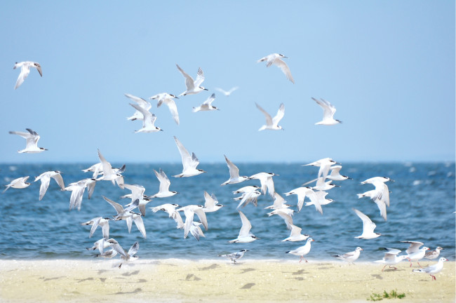 Обои картинки фото животные, Чайки, бакланы, крачки, море