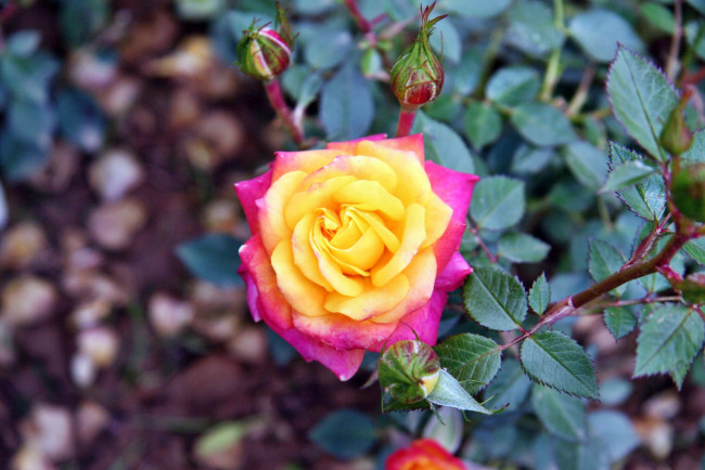 Обои картинки фото цветы, розы, бутон, лепестки, роза