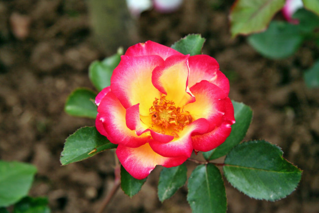 Обои картинки фото цветы, розы, лепестки, бутон, роза