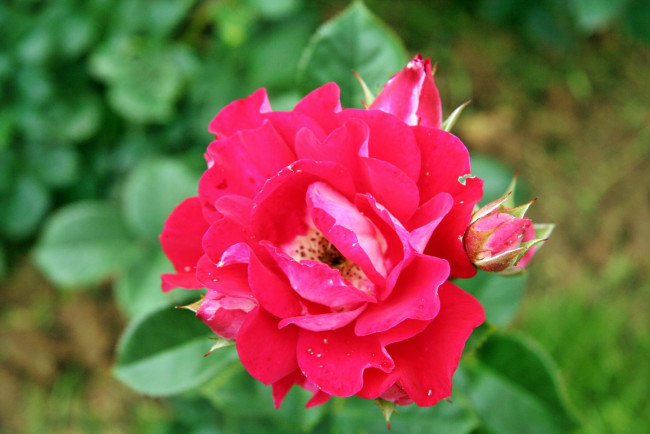 Обои картинки фото цветы, розы, лепестки, бутон, роза