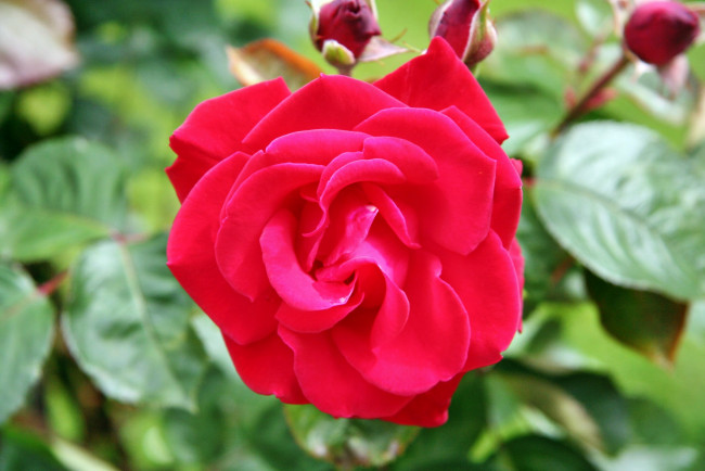 Обои картинки фото цветы, розы, роза, бутон, лепестки