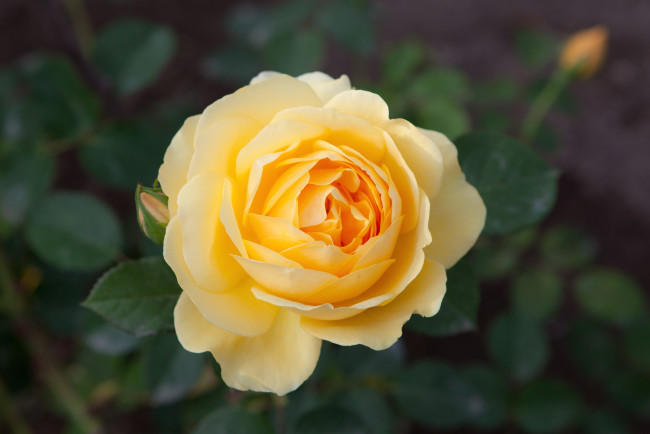 Обои картинки фото цветы, розы, желтый