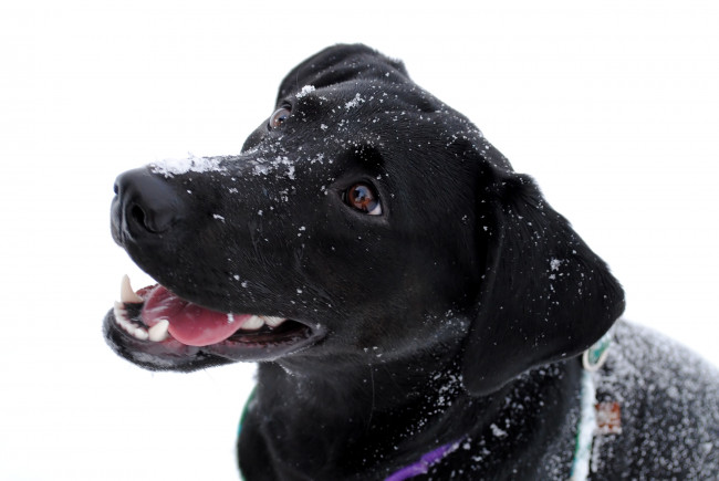 Обои картинки фото животные, собаки, собака